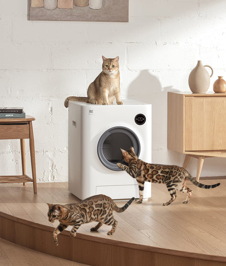 Why Are Automatic Cat Products Good For Your Pet?