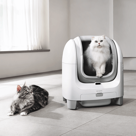 extra large litter box for multiple cats, large heavy cats like Maine and Ragdoll cats