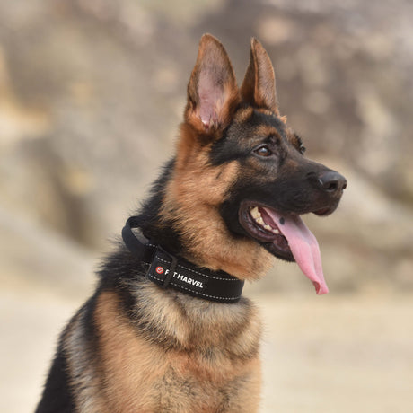 Tactical Dog Collar with Control Handle