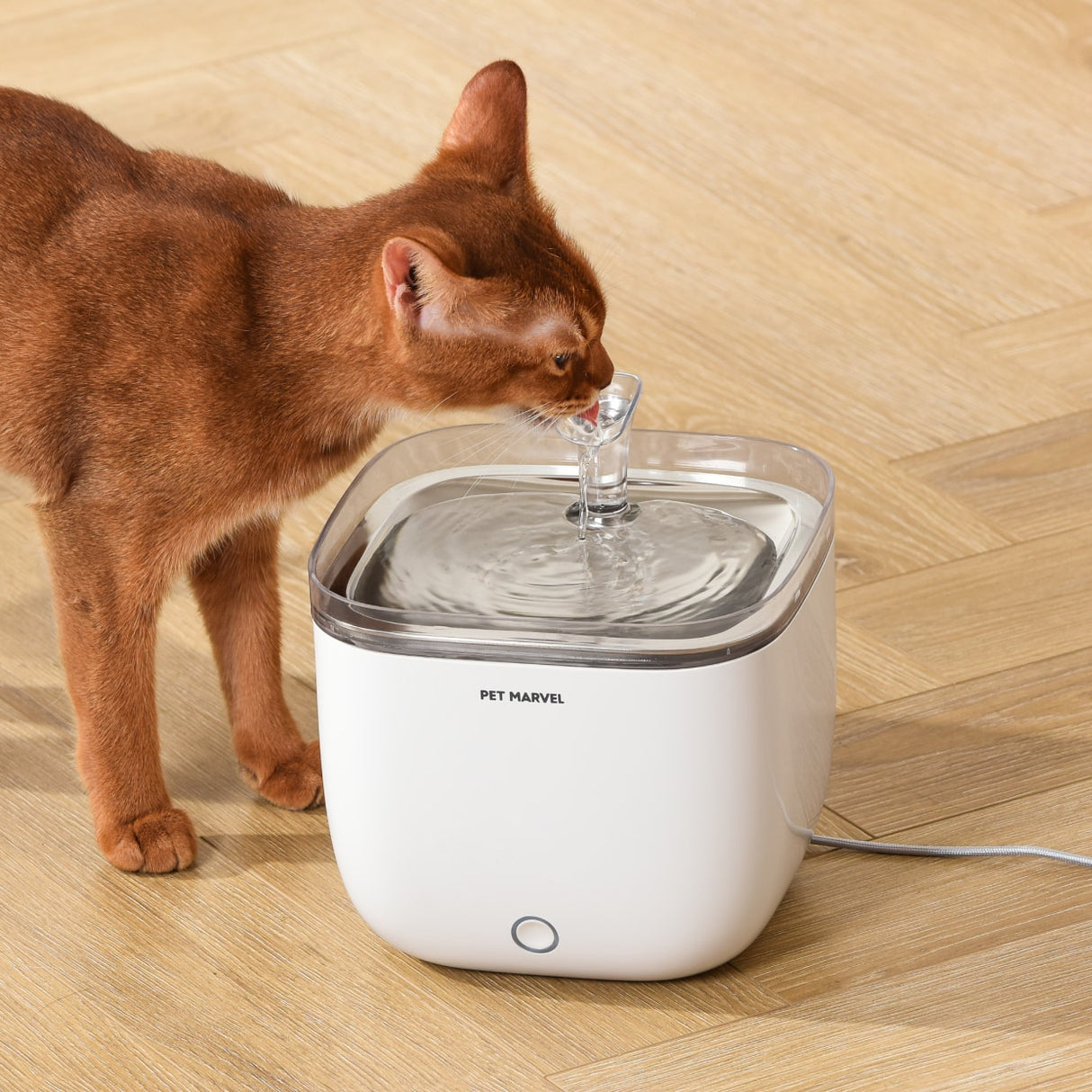 a yellow cat enjoys dockstream water indoor