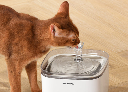 A abyssinian cat enjoys running water on fountain spout